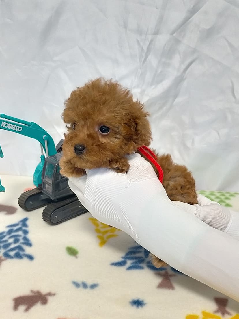 TP034 (赤リボン)