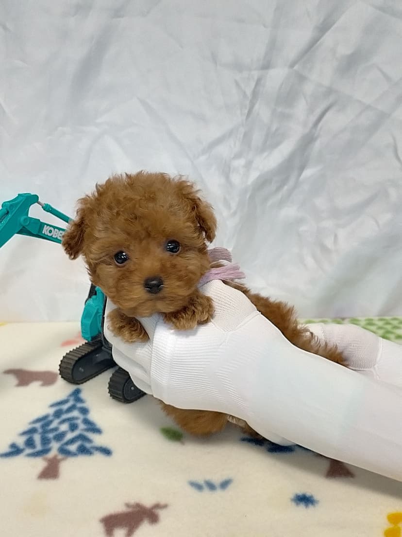 TP036 (紫リボン)