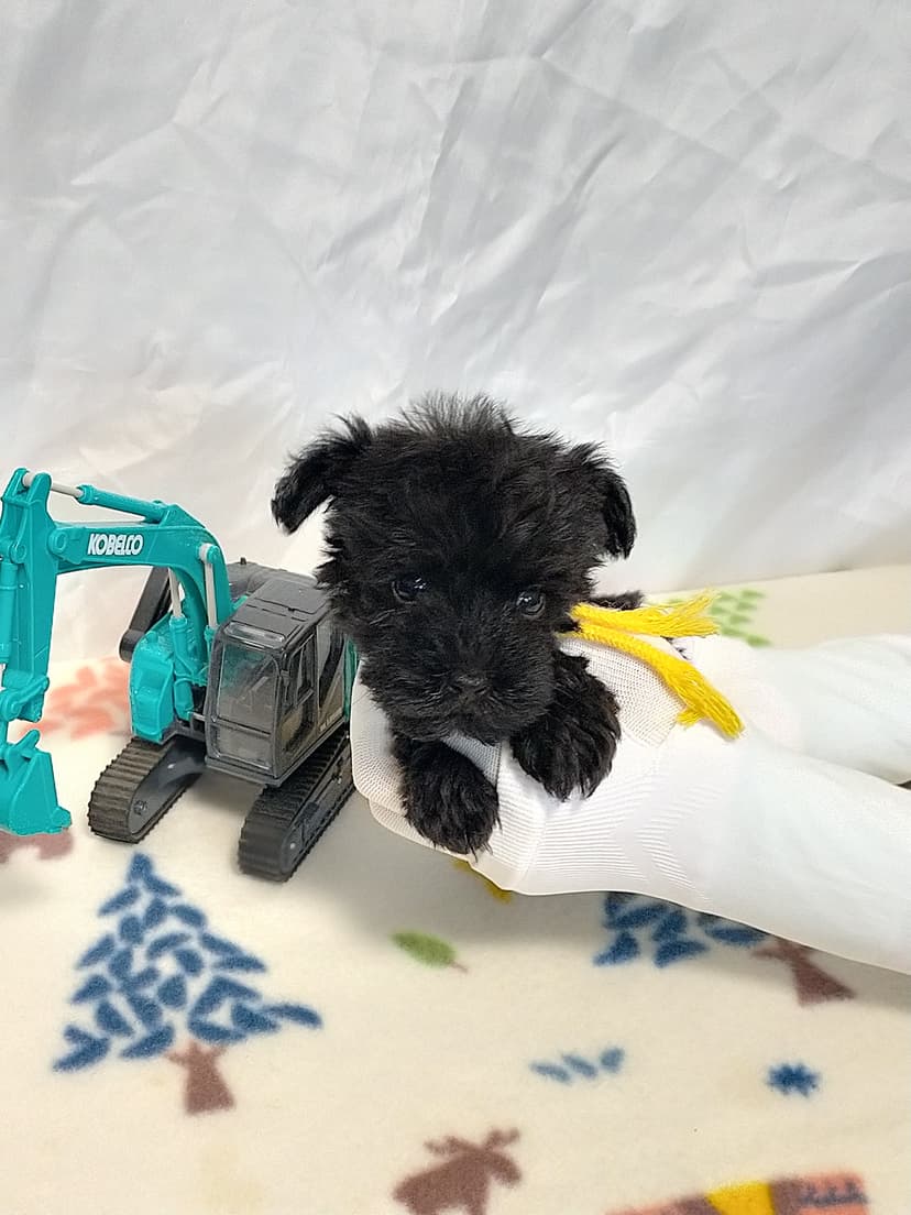 MS013 (黄色リボン) 名前:小太郎ちゃん