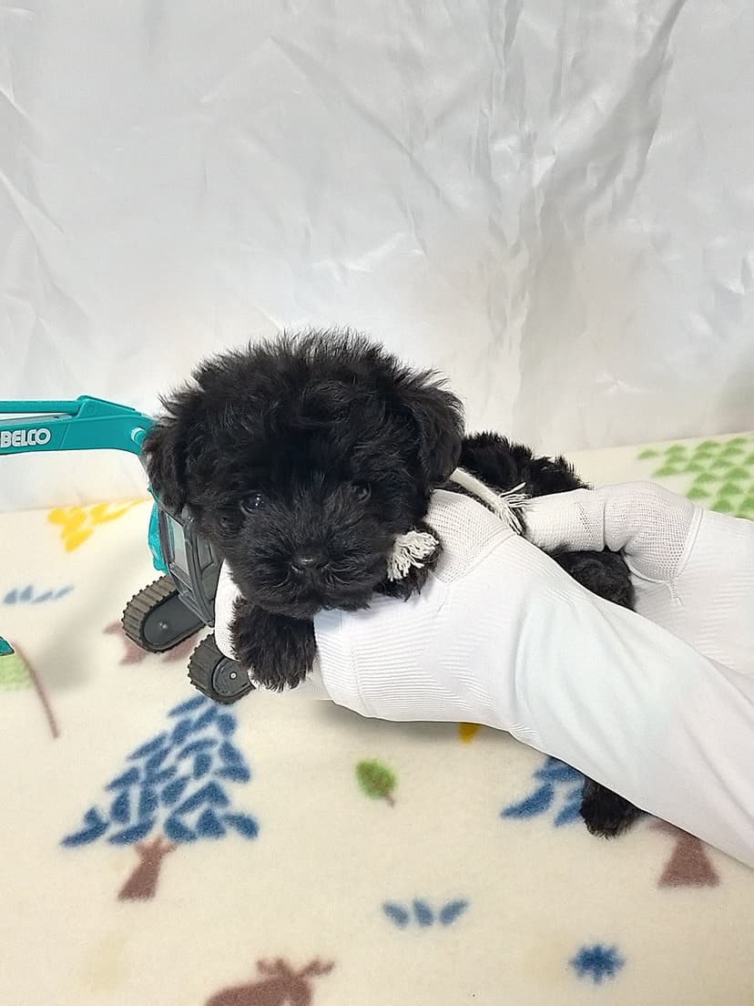 MS014 (白リボン) 名前:おこげちゃん