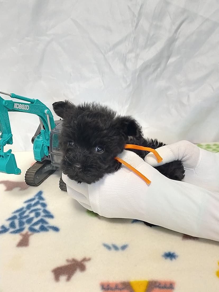 MS015 (オレンジリボン)名前:大豆ちゃん