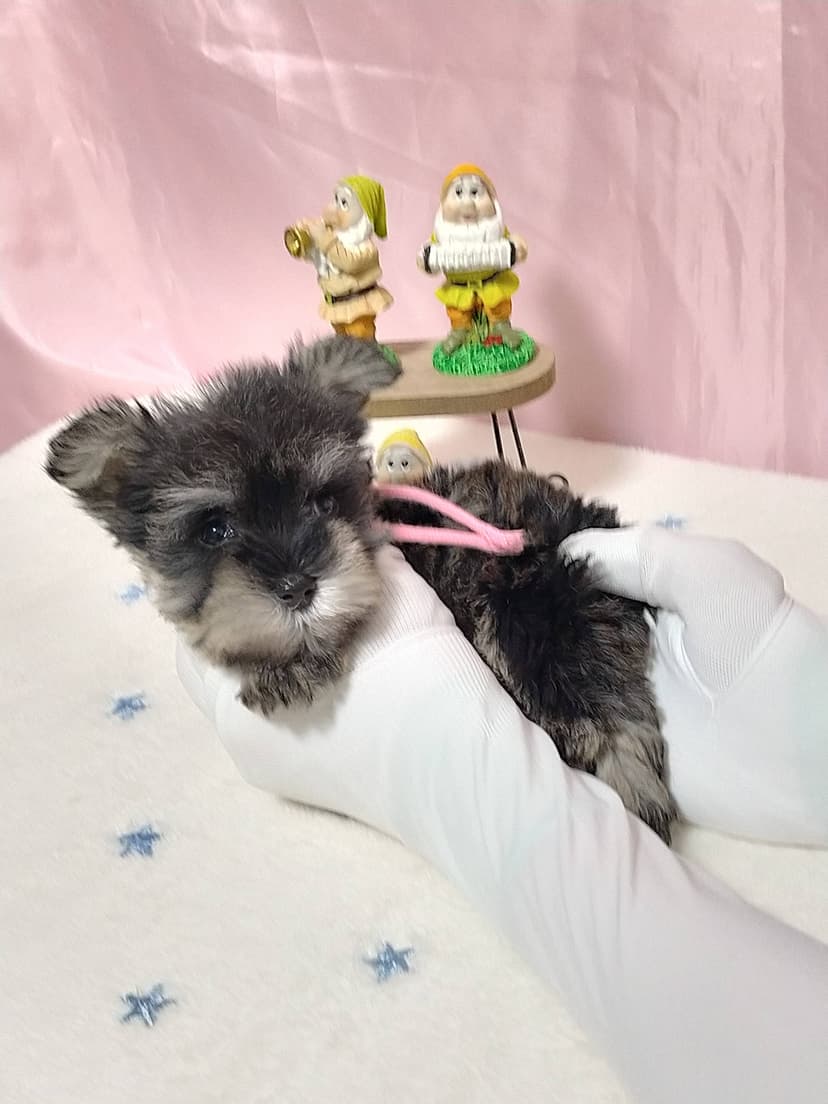 MS012 (ピンクリボン) 名前:らなちゃん