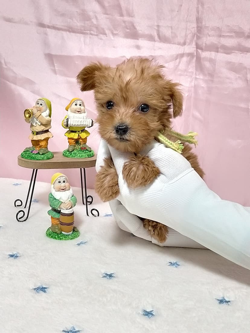 MSP001 (キミドリリボン)名前:くるみちゃん