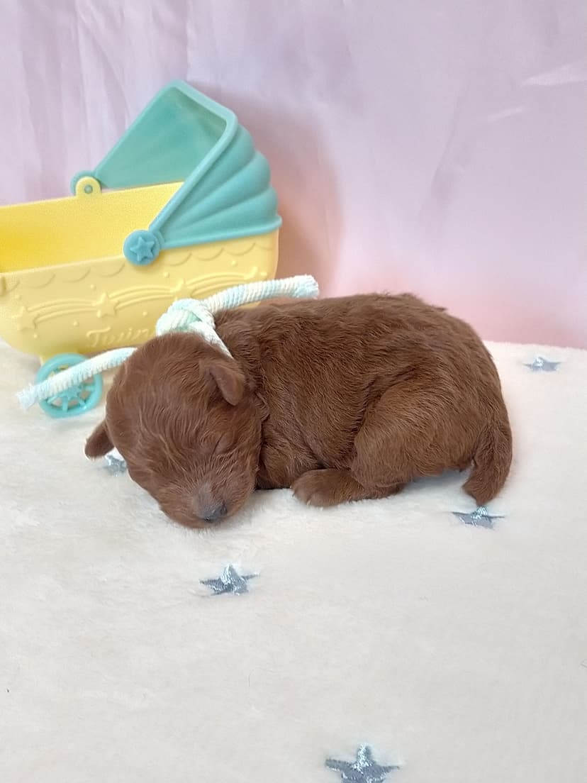 TP041(ストライプリボン)