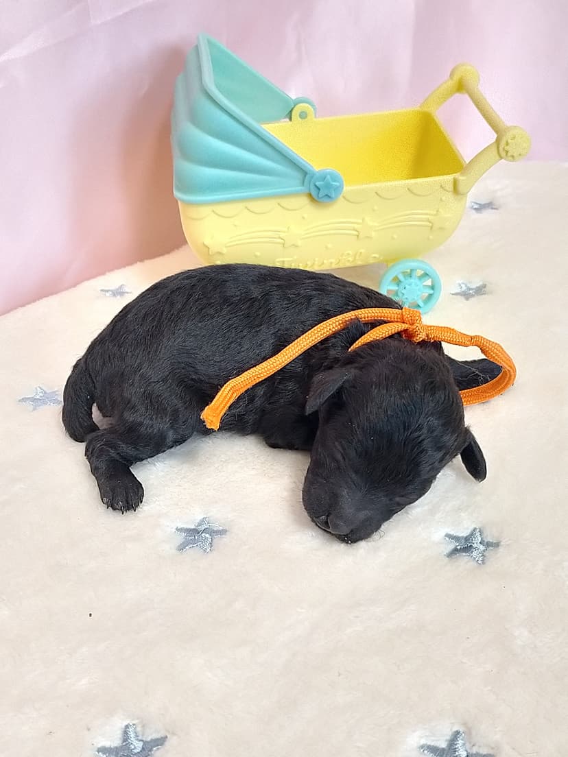 TP40(オレンジリボン)