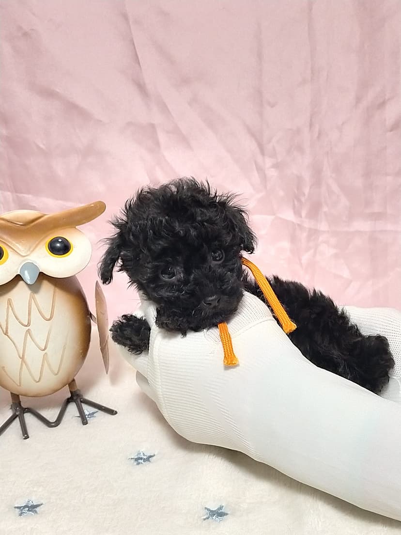 TP40(オレンジリボン) 名前:ウイちゃん