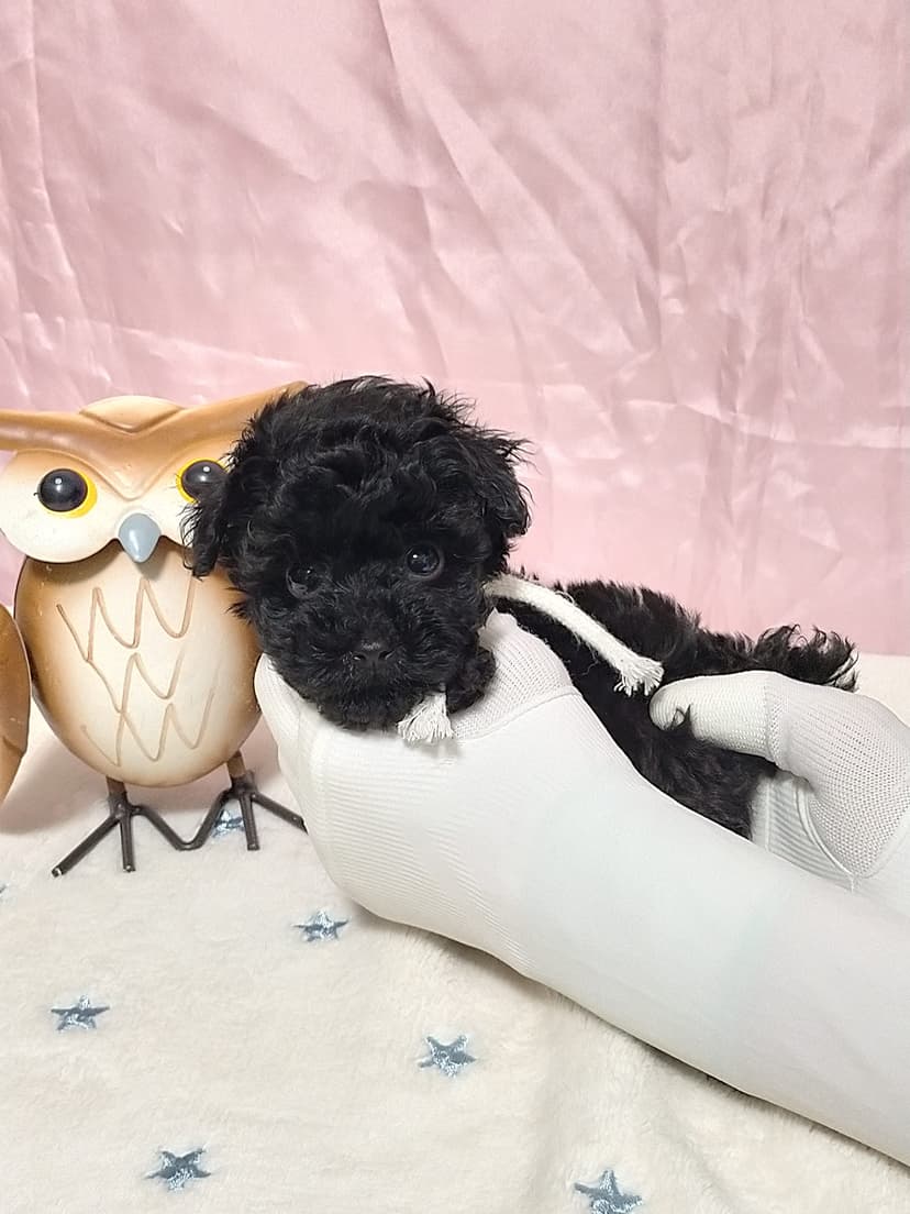 TP038(白リボン) 名前:任三郎ちゃん