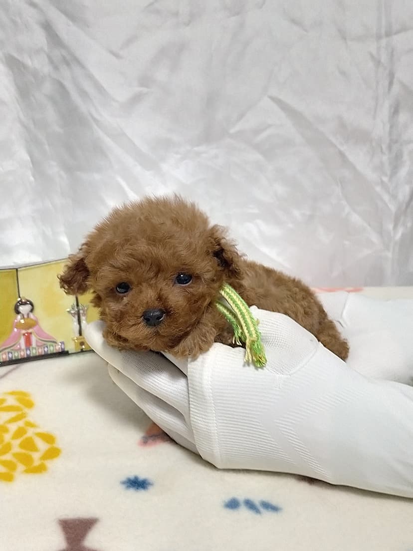 TP042(キミドリリボン)